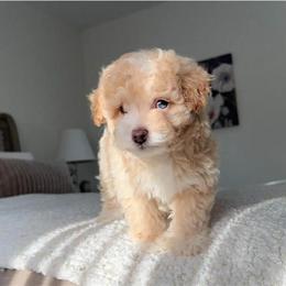 Maltipoo male puppy available for rehoming in Dearborn, mi