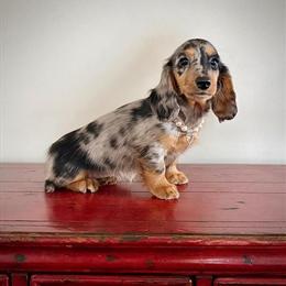 Silver Dapple Dachshund Puppy Longhair Ready for a New Home in Dearborn, mi