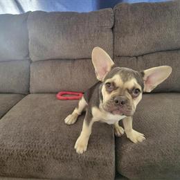 Adorable French Bulldog Puppies Ready for Loving Homes in Youngstown, oh