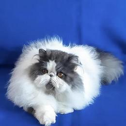 Persian Kitten Seeking Loving Home in Cleveland, oh