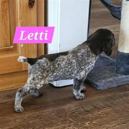 German Shorthair Pointer Puppies Available in Tifton, ga