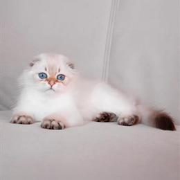 Scottish Fold Longhair Female Cat Available in Cleveland, oh