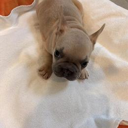 Rehoming Purebred French Bulldog Puppies in Calimesa, ca