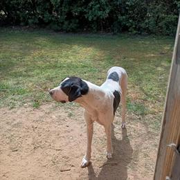 Great Dane Puppies for Sale in Fayetteville, nc