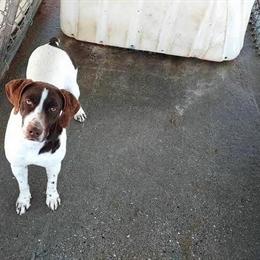 German Shorthaired Pointer Male Looking for Loving Home in Tifton, ga