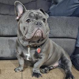 Stud Dog Available for Breeding in Cliffside Park, nj
