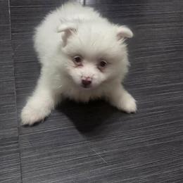 Merle Pomeranian Female Puppy for Caring Family in Pompano Beach, fl