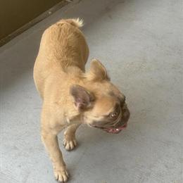 Fluffy Female French Bulldog for Adoption in Spring Hill, fl