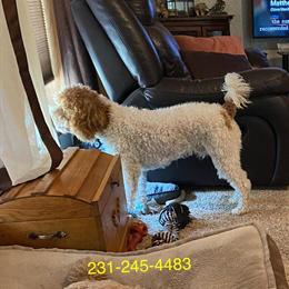 Proven Male AKC Poodle Available for Stud Service in Grand Rapids, mi