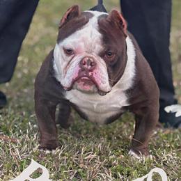 Micro Bully Stud Available for Breeding in Spartanburg, sc