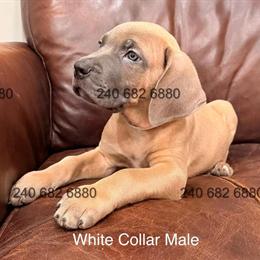 Cane Corso Puppies Ready for Forever Homes in Southern MD in La Plata, md