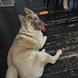 Rehome Fixed American Akita Ryden, 3 Years Old in Muskegon, mi