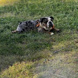 English Bulldog Stud Service - Top Quality Available in Yorktown, va