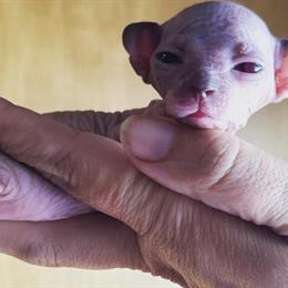 Sphynx Kittens Available - Black Mom with Blue Eyes in Pittsburg in Cranberry Township, pa