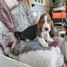 Basset Hound Puppies Ready for Adoption in Ashland, oh