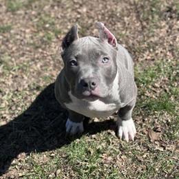 Pocket Bully Puppy for Sale - Playful and Trained in Cleveland, oh