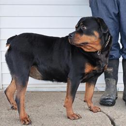 Rottweiler Female, 4 Years Old, Needs Experienced Handler in Sugarcreek, oh