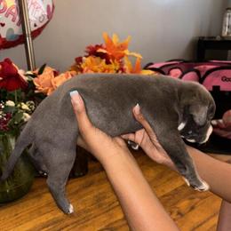 American Bully Puppies for Sale in Livonia, mi
