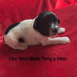 Miniature Schnauzer Male Puppy for Sale in Hardyville, ky