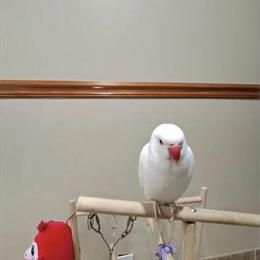 Indian Ringneck Parrot for Sale in Dearborn, mi