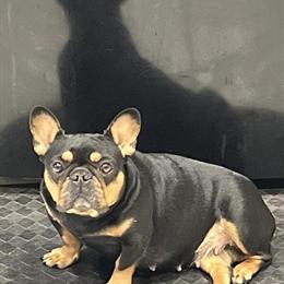 Two Female French Bulldog Puppies with AKC Registration and Shots in Somerset, nj