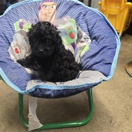 Black Male Poodle Puppy for Sale in Brookville, pa