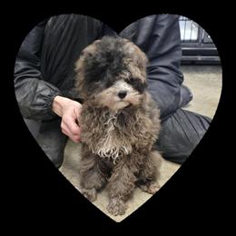 Poodle Puppies Available in Brookville, pa