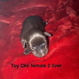 Toy Miniature Schnauzer Puppies Available in Hardyville, ky