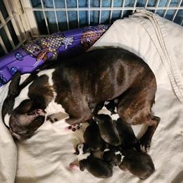 Purebred Boston Terrier Puppies Available for Adoption in Seattle, wa