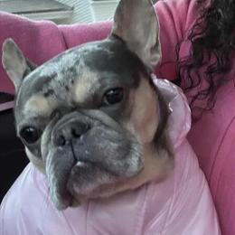 French Bulldog Available in Charlotte, nc