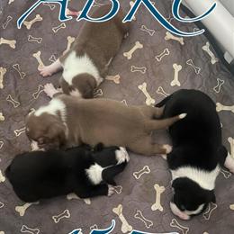 Pocket Bullies ABKC Registered - 4 Males Available in Wilmington, de