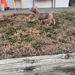 American Bully Puppy Available in Wilmington, de