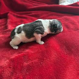Miniature Schnauzer Male - AKC Limited, Ready April 27th in Hardyville, ky