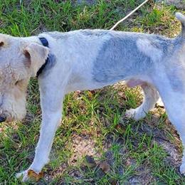 Wire Fox Terrier Puppies Available in Rocky Mount, nc
