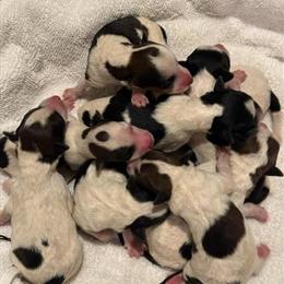 Wire Haired Fox Terrier Puppies Available in Rocky Mount, nc