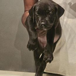 Perro de Presa Canario Puppies Available Now in Rocky Mount, nc