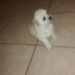 Shih Poo Puppy Ready for Adoption in Lake Alfred, fl