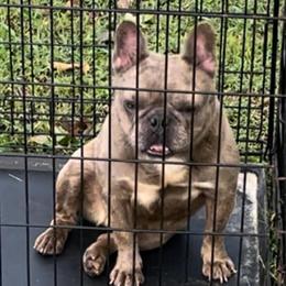Merle Female French Bulldog Ready for Forever Home in Atlanta, ga