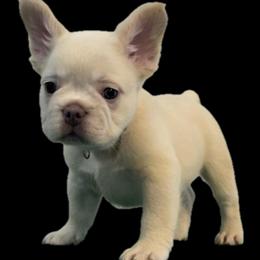 French Bulldog Puppies for Sale - Show Quality and AKC Registered in Atlanta, ga
