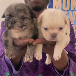 French Bulldog Stud - Blue Tan Point Merle Available in Atlanta, ga