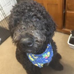 Doodle Looking for a New Home in Durand, mi