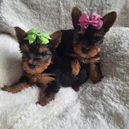 Yorkshire Terrier Females Seeking Forever Homes in Palm Bay, fl