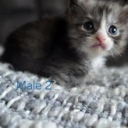 Ragdoll Kittens Looking for Forever Homes in Manton, mi
