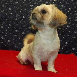 Teddy Bear Puppy Theo - Lovable Male Companion Available in Paterson, nj