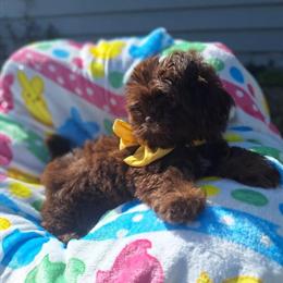 Shih Tzu Male Seeking Forever Home in Palm Bay, fl