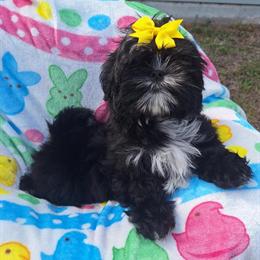 Black Female Imperial Shih Tzu in Palm Bay, fl