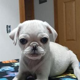 Pug puppies ready now, white girl $1000, boy $900 in Bay City, mi