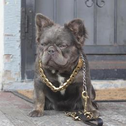 Fluffy Male Poodle Available for Stud in Cleveland, Ohio in Cleveland, oh