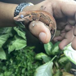Gargoyle Gecko - One Year Old Male Available for Pickup or Shipping in Cleveland, oh