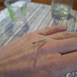 Chinese Praying Mantis Babies - Instar 3 Available in Dallas, pa